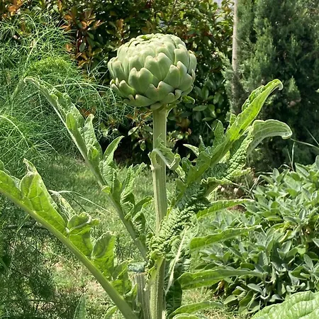Panzió Julieta-casolare Di Campagna Recentemente Ristrutturato *